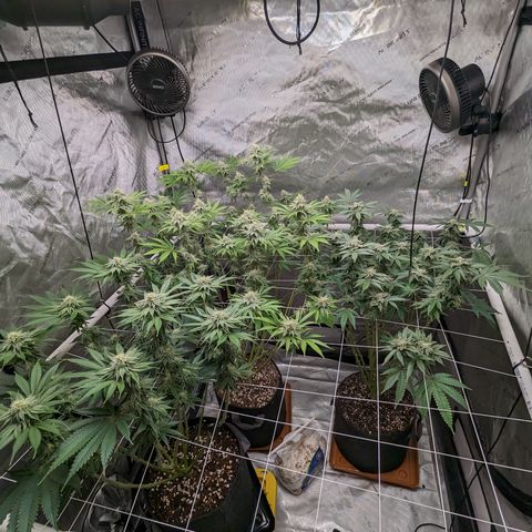 Permanent Marker x Gary Satan growlog timeline photo