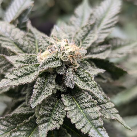 Permanent Marker x Gary Satan growlog timeline photo
