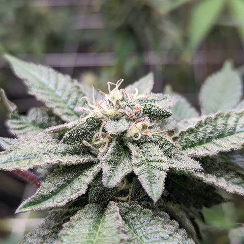 Permanent Marker x Gary Satan growlog timeline photo