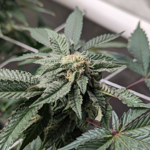 Permanent Marker x Gary Satan growlog timeline photo