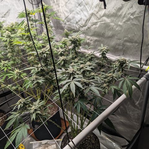 Permanent Marker x Gary Satan growlog timeline photo