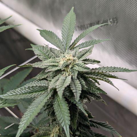 Permanent Marker x Gary Satan growlog timeline photo