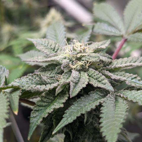 Permanent Marker x Gary Satan growlog timeline photo