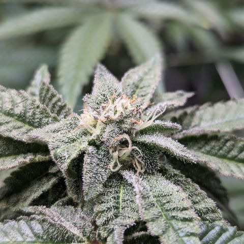 Permanent Marker x Gary Satan growlog timeline photo