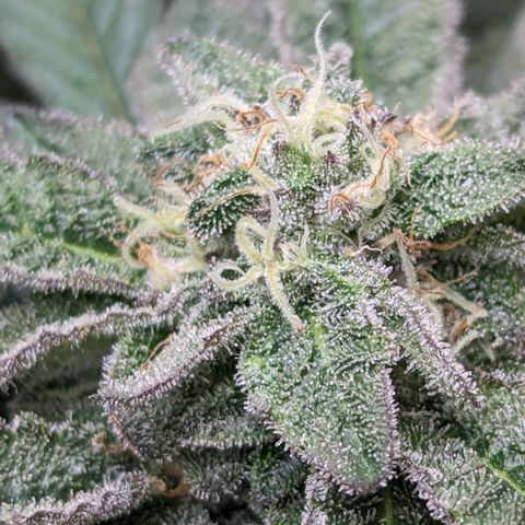 Permanent Marker x Gary Satan growlog timeline photo