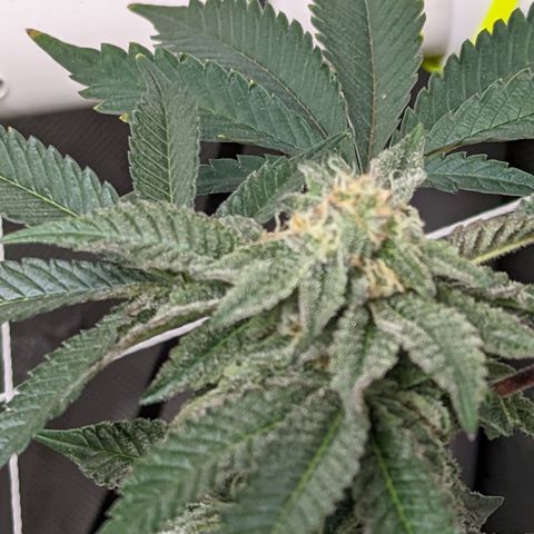 Permanent Marker x Gary Satan growlog timeline photo