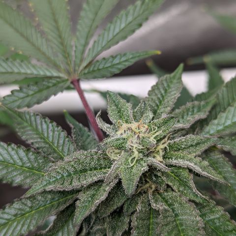 Permanent Marker x Gary Satan growlog timeline photo