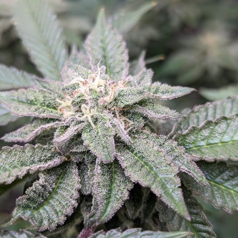 Permanent Marker x Gary Satan growlog timeline photo