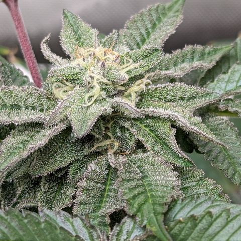 Permanent Marker x Gary Satan growlog timeline photo