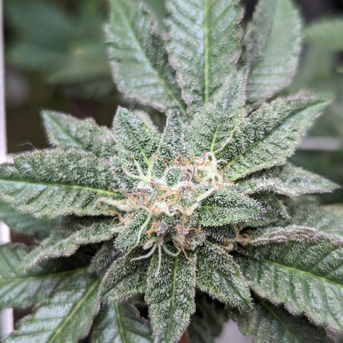 Permanent Marker x Gary Satan growlog timeline photo