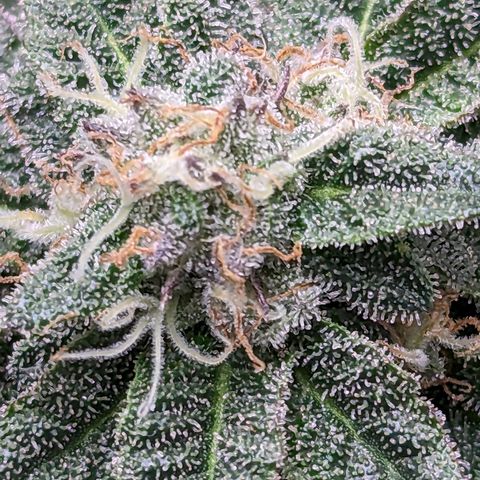 Permanent Marker x Gary Satan growlog timeline photo