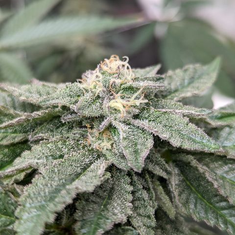 Permanent Marker x Gary Satan growlog timeline photo