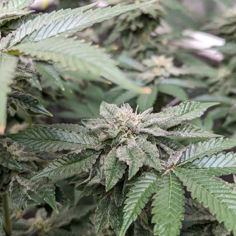 Permanent Marker x Gary Satan growlog timeline photo