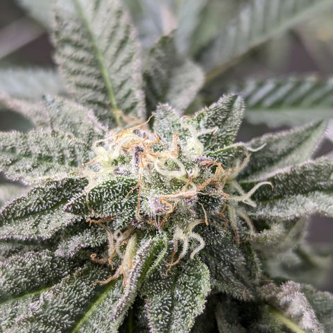 Permanent Marker x Gary Satan growlog timeline photo