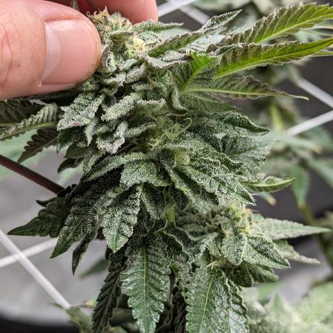 Permanent Marker x Gary Satan growlog timeline photo
