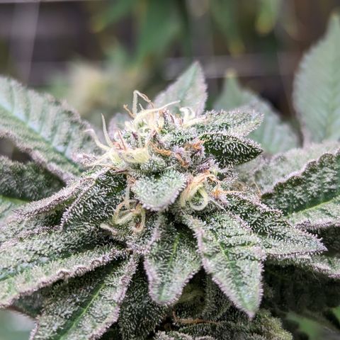 Permanent Marker x Gary Satan growlog timeline photo