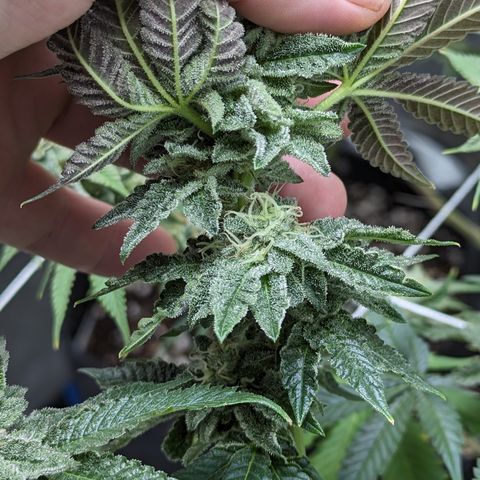 Permanent Marker x Gary Satan growlog timeline photo