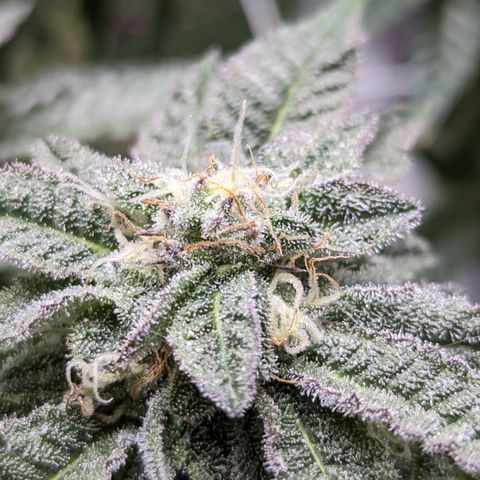 Permanent Marker x Gary Satan growlog timeline photo