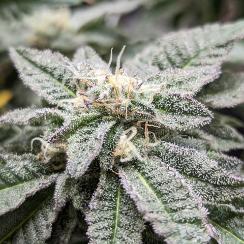 Permanent Marker x Gary Satan growlog timeline photo