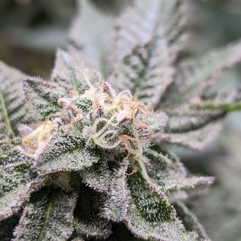 Permanent Marker x Gary Satan growlog timeline photo