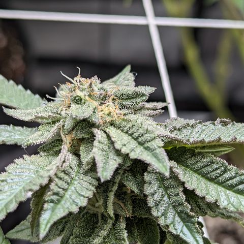 Permanent Marker x Gary Satan growlog timeline photo