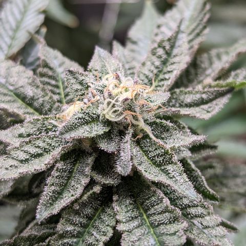 Permanent Marker x Gary Satan growlog timeline photo