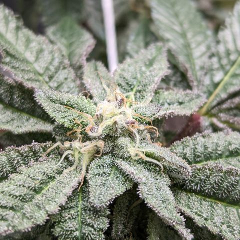 Permanent Marker x Gary Satan growlog timeline photo