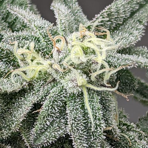 Permanent Marker x Gary Satan growlog timeline photo