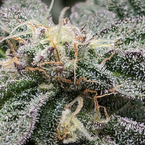 Permanent Marker x Gary Satan growlog timeline photo