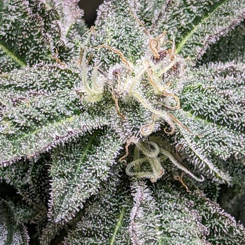 Permanent Marker x Gary Satan growlog timeline photo