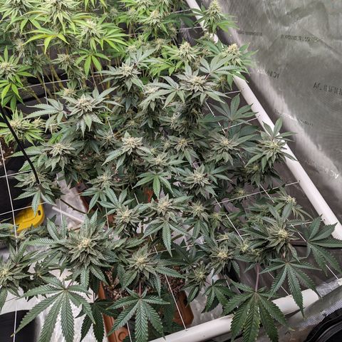 Permanent Marker x Gary Satan growlog timeline photo