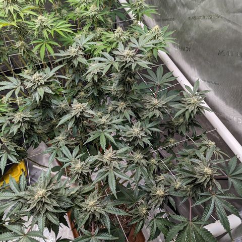 Permanent Marker x Gary Satan growlog timeline photo