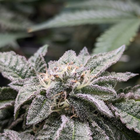 Permanent Marker x Gary Satan growlog timeline photo