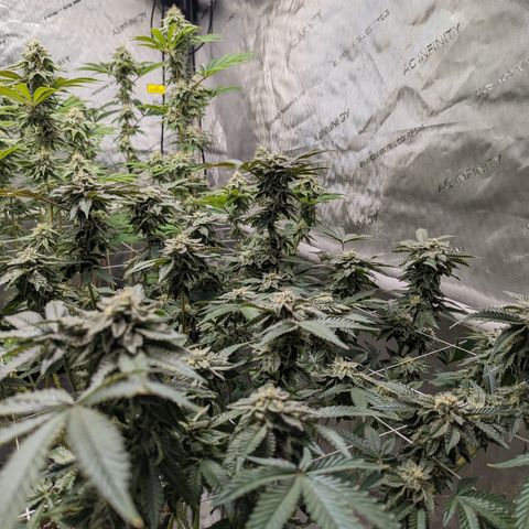Permanent Marker x Gary Satan growlog timeline photo