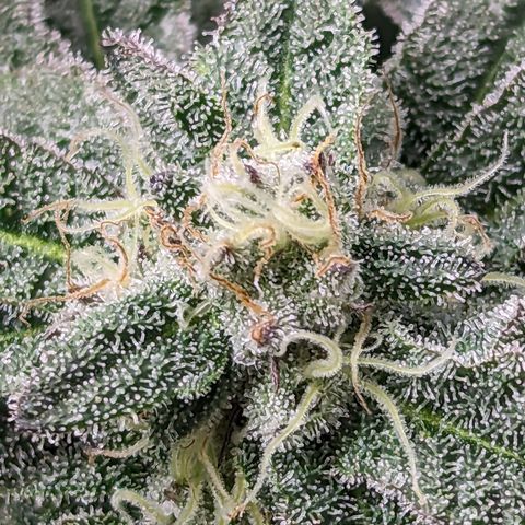 Permanent Marker x Gary Satan growlog timeline photo