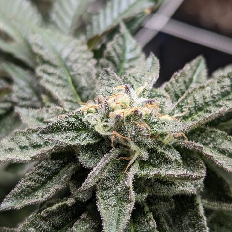Permanent Marker x Gary Satan growlog timeline photo