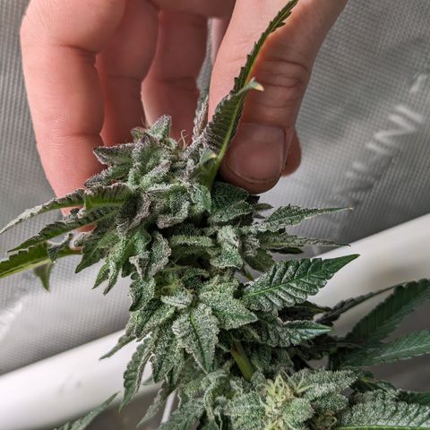 Permanent Marker x Gary Satan growlog timeline photo