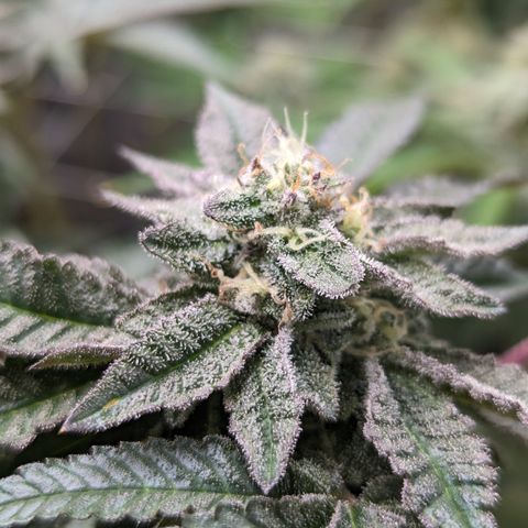 Permanent Marker x Gary Satan growlog timeline photo