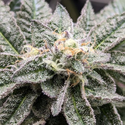 Permanent Marker x Gary Satan growlog timeline photo