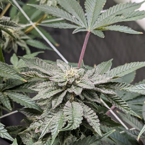 Permanent Marker x Gary Satan growlog timeline photo