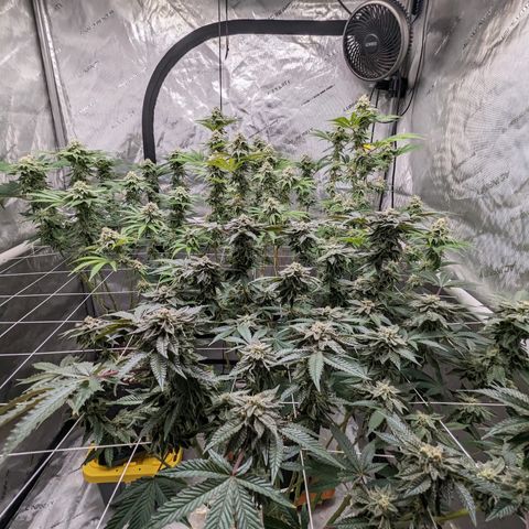 Permanent Marker x Gary Satan growlog timeline photo