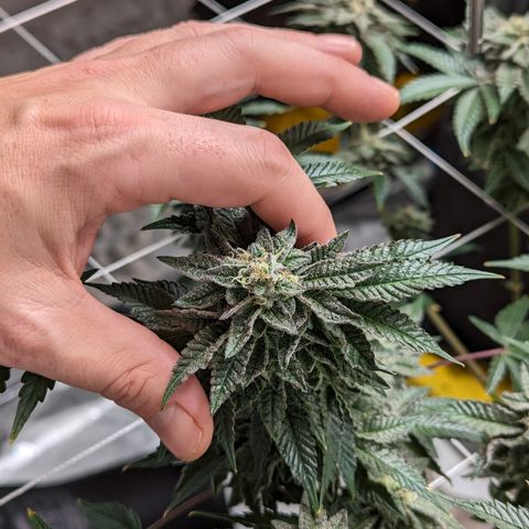 Permanent Marker x Gary Satan growlog timeline photo