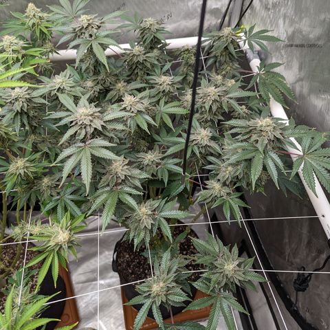 Permanent Marker x Gary Satan growlog timeline photo