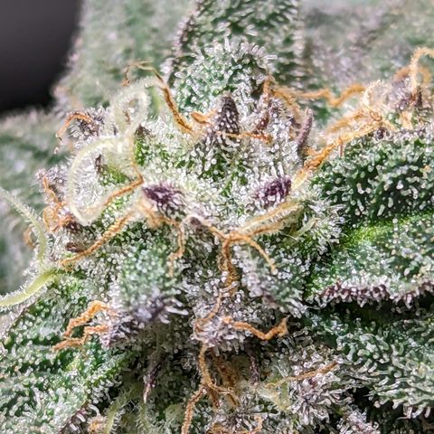 Permanent Marker x Gary Satan growlog timeline photo