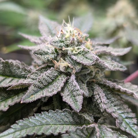 Permanent Marker x Gary Satan growlog timeline photo