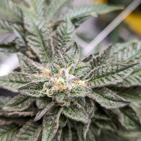 Permanent Marker x Gary Satan growlog timeline photo