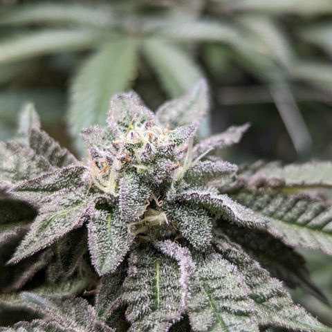 Permanent Marker x Gary Satan growlog timeline photo
