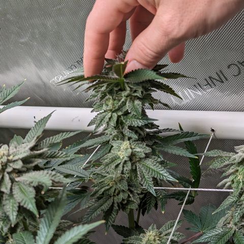 Permanent Marker x Gary Satan growlog timeline photo