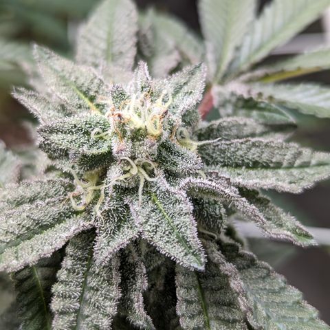 Permanent Marker x Gary Satan growlog timeline photo