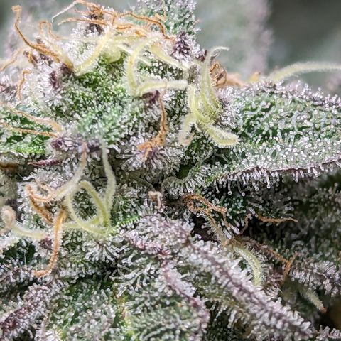 Permanent Marker x Gary Satan growlog timeline photo